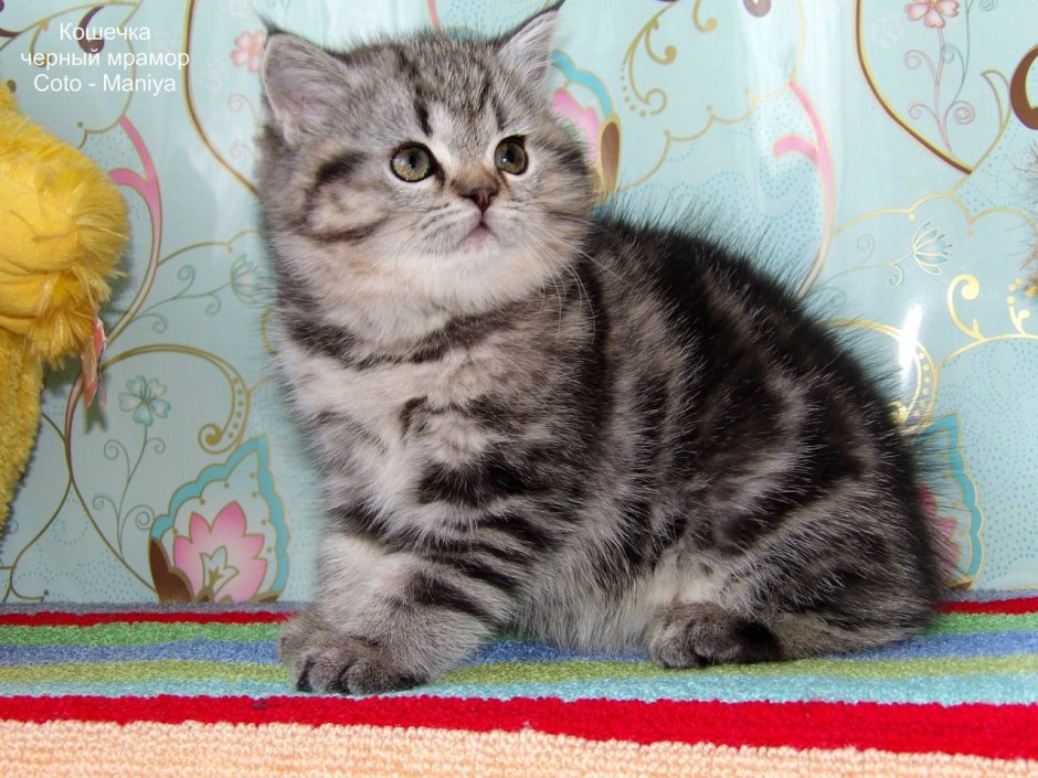 Скоттиш страйт Браун мраморный