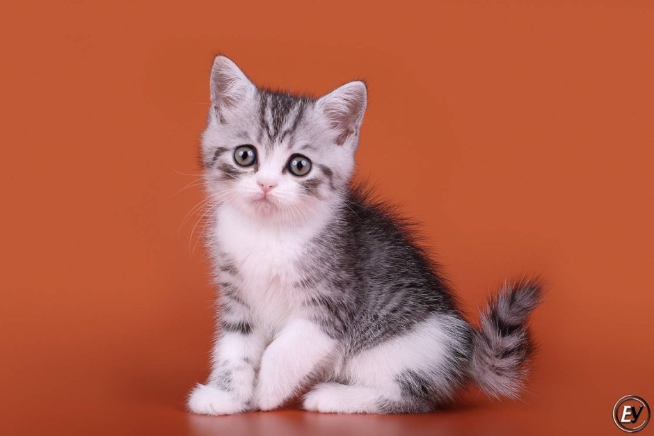 Шотландская страйт биколор