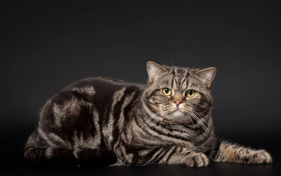 Американская короткошерстная табби Браун