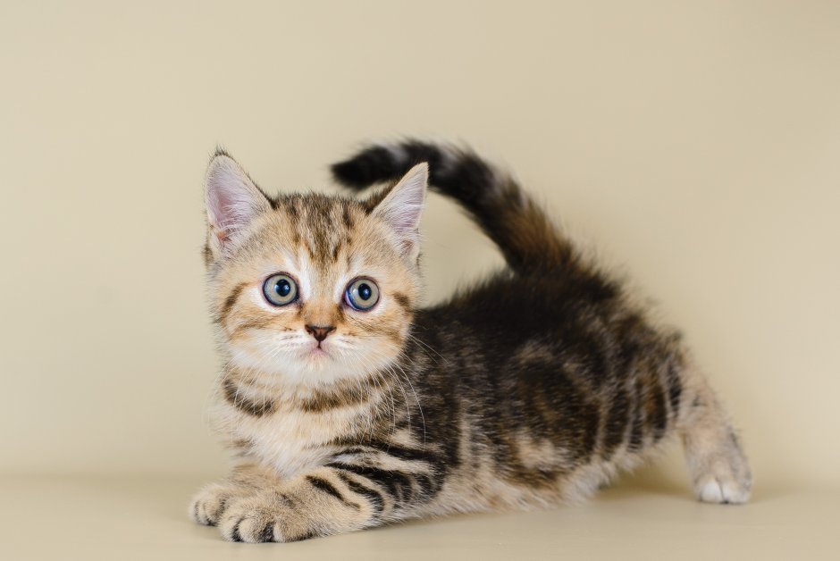 Скоттиш страйт n 22