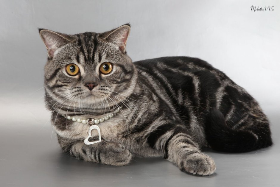 Шотландская кошка табби