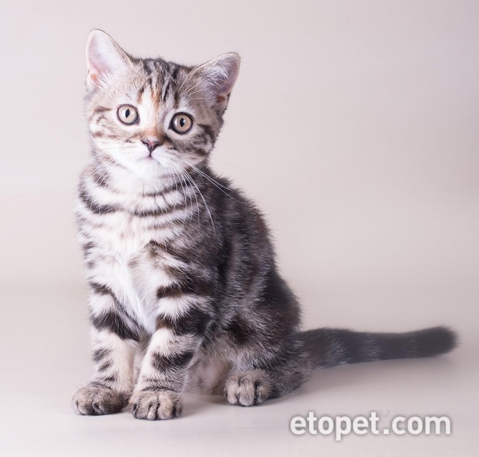 Шотландский прямоухий Браун табби