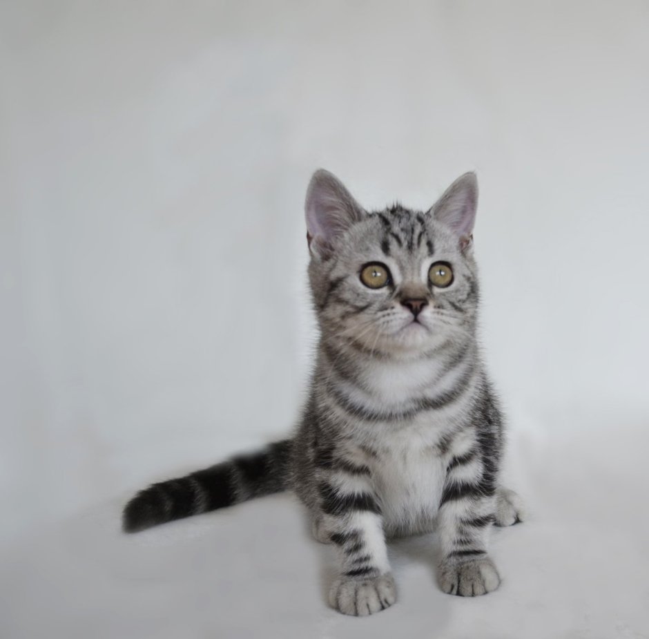 Шотландский страйт табби