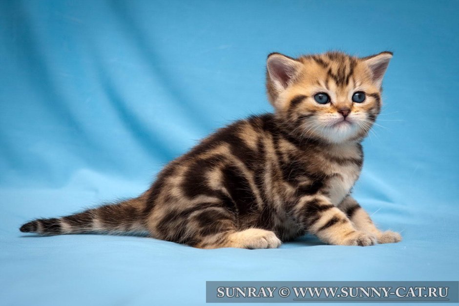 Скоттиш фолд страйт