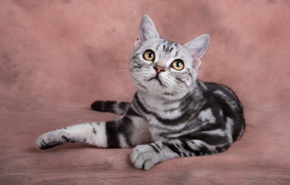 Шотландский прямоухий полосатый кот