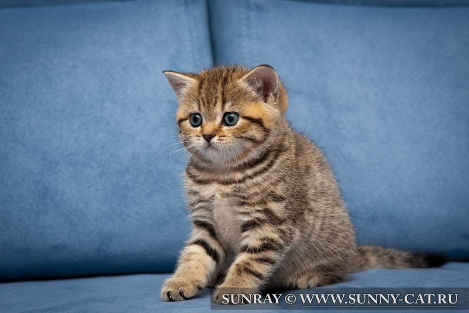 Шотландский Браун табби