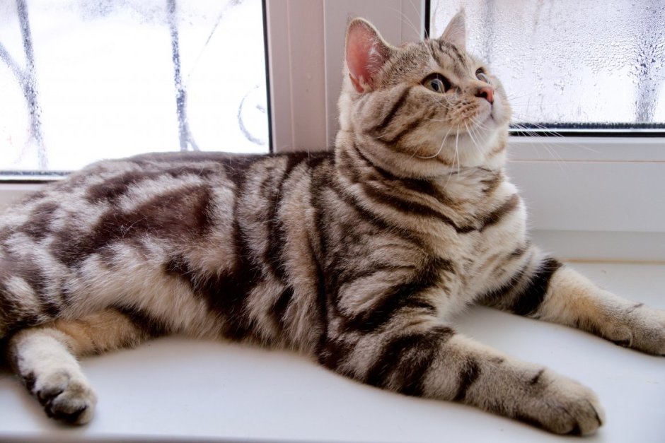 Шотландский скоттиш страйт черный