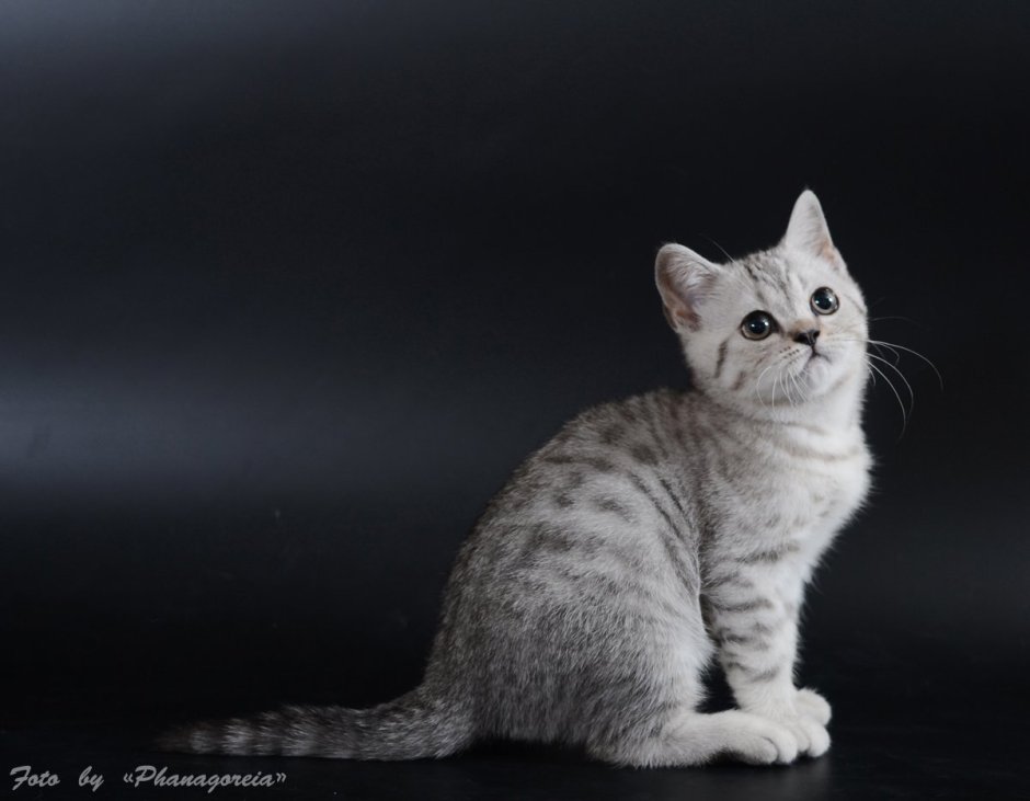 Скоттиш страйт черный мрамор