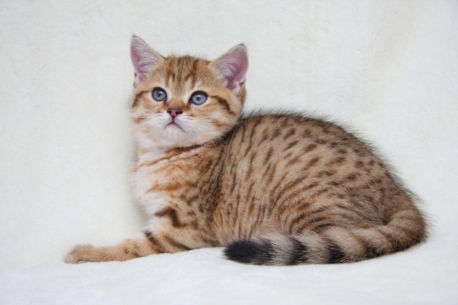 Британская пятнистая кошка табби