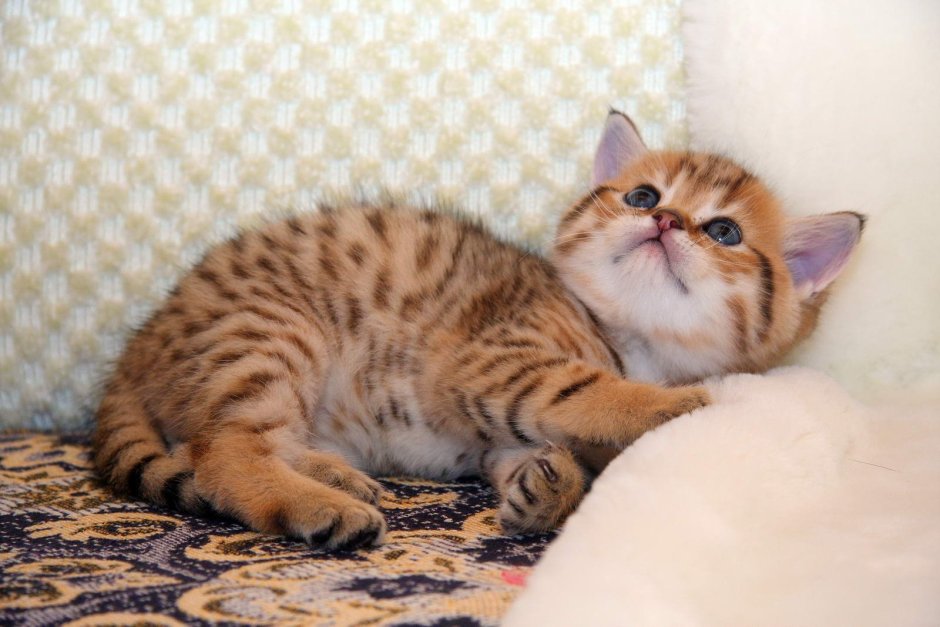 Шотландский кот прямоухий белый