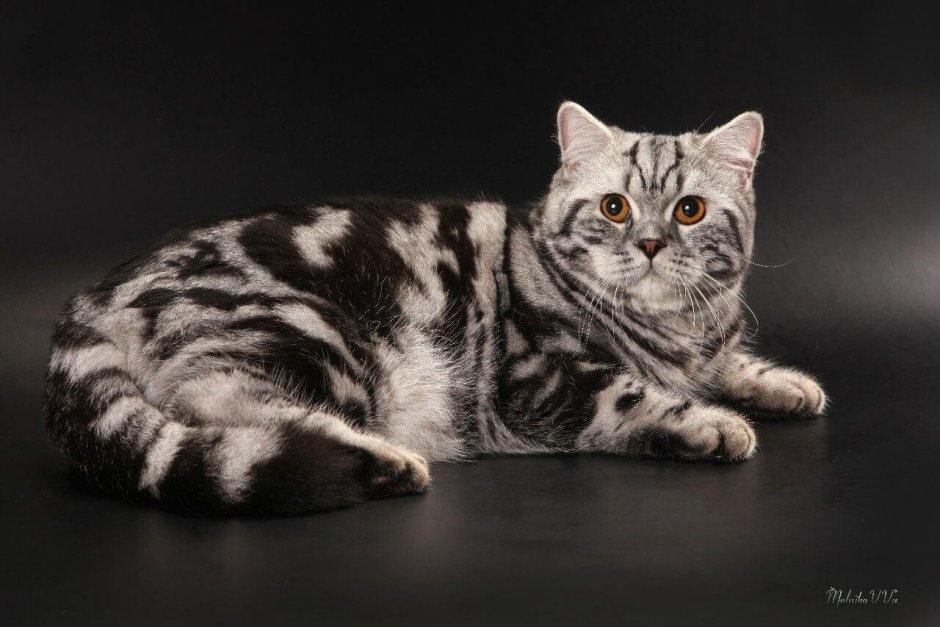 Шотландский кот серебристый табби