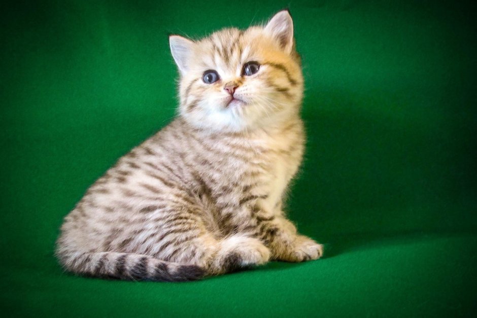 Британская короткошёрстная кошка NY 24