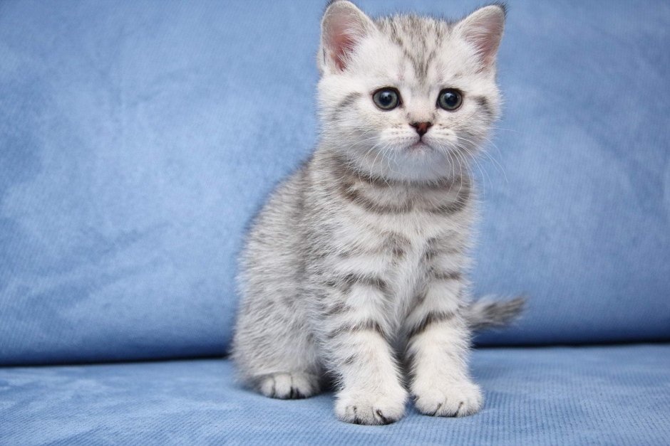 Шотландская шиншилла табби