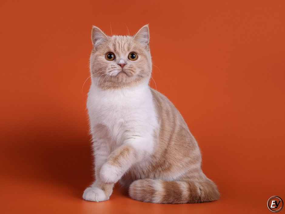 Скоттиш страйт короткошерстная