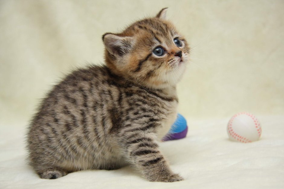 Шотландский скоттиш страйт полосатый