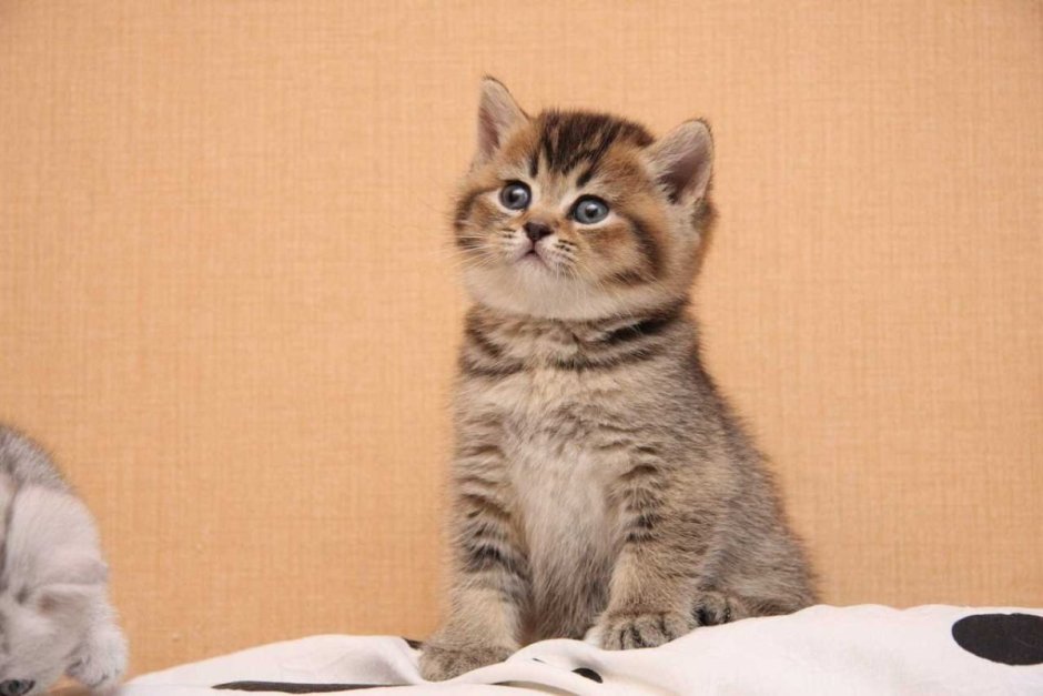 Шотландские прямоухие табби