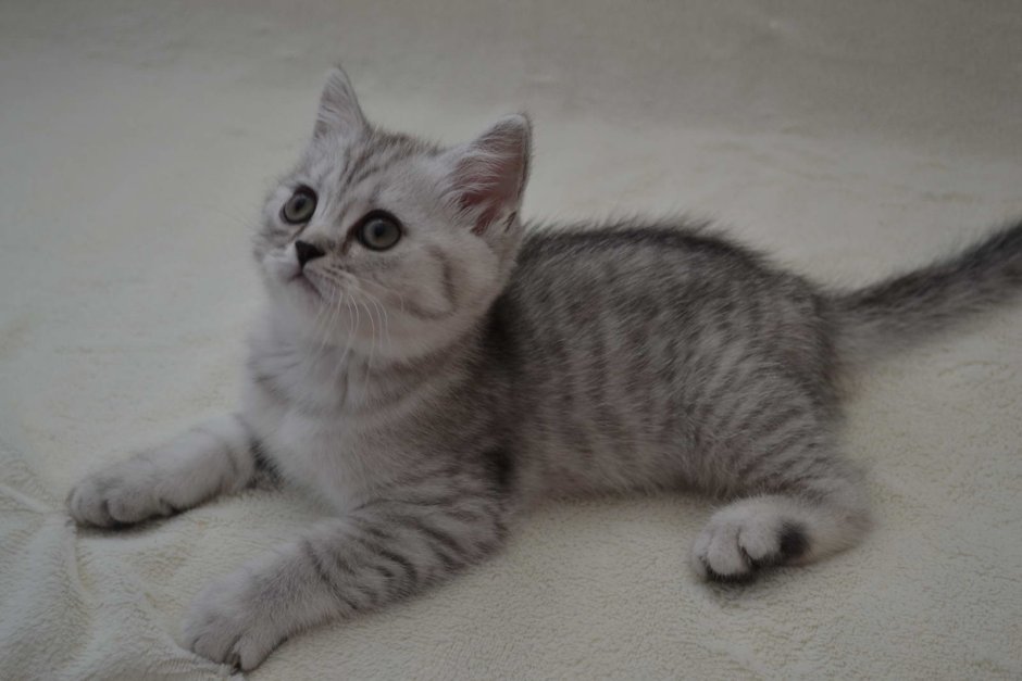 Порода кошек скоттиш страйт