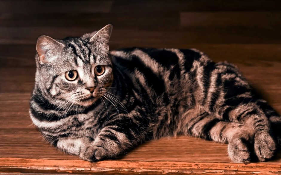 Британская кошка табби