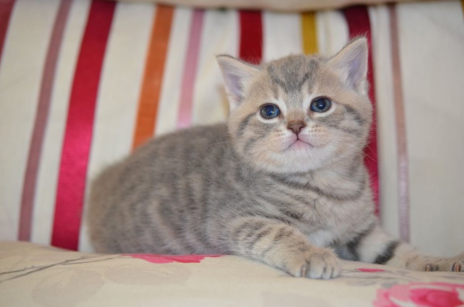 Табби макрель полосатый