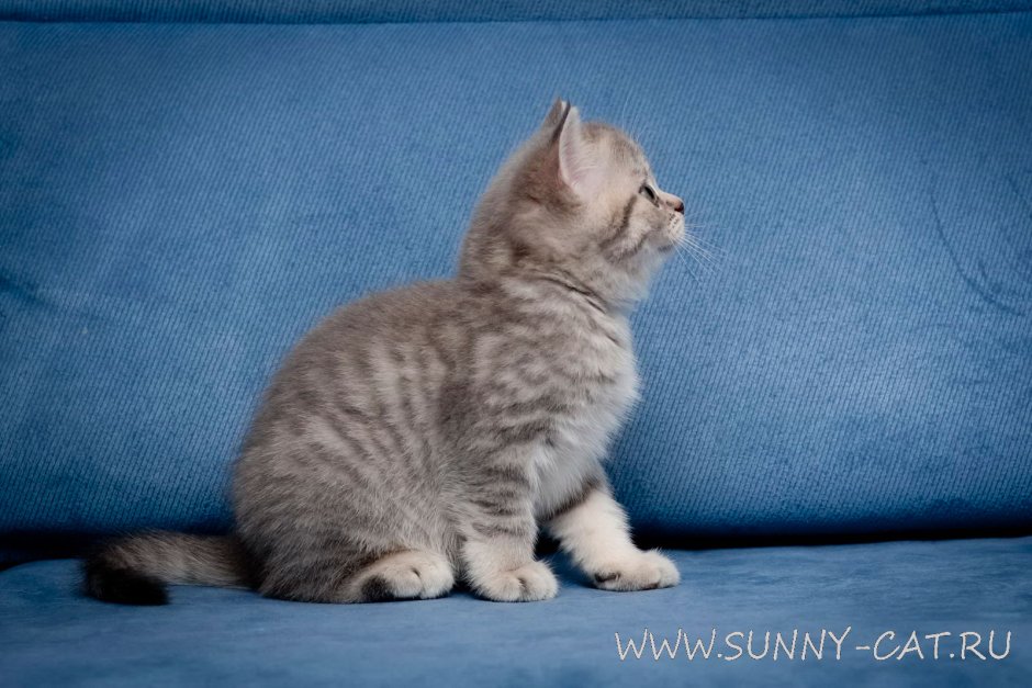 Скоттиш страйт голубой табби