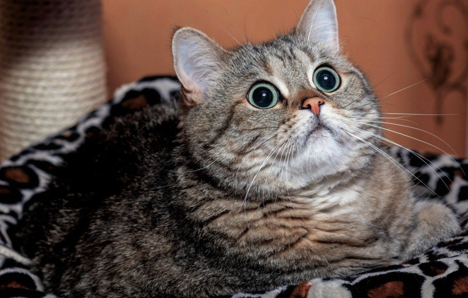 Британская кошка полосатая