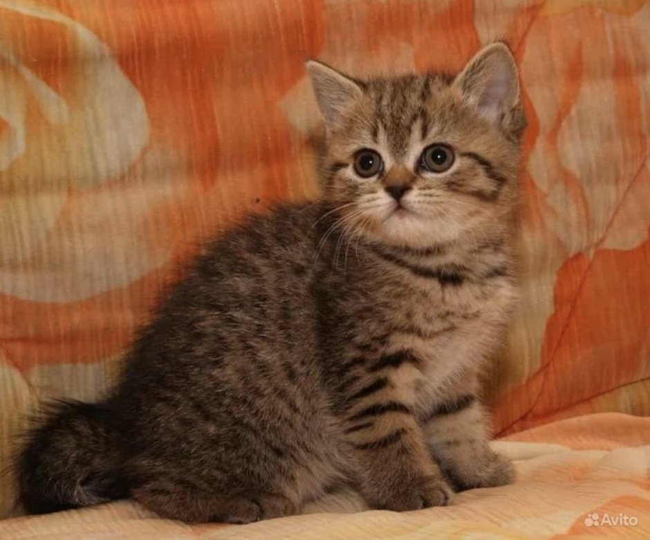 Скоттиш страйт Браун табби