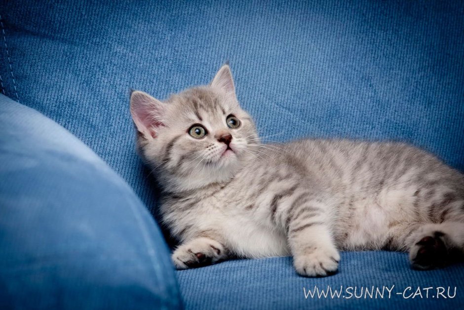 Мраморный шотландский вислоухий страйт