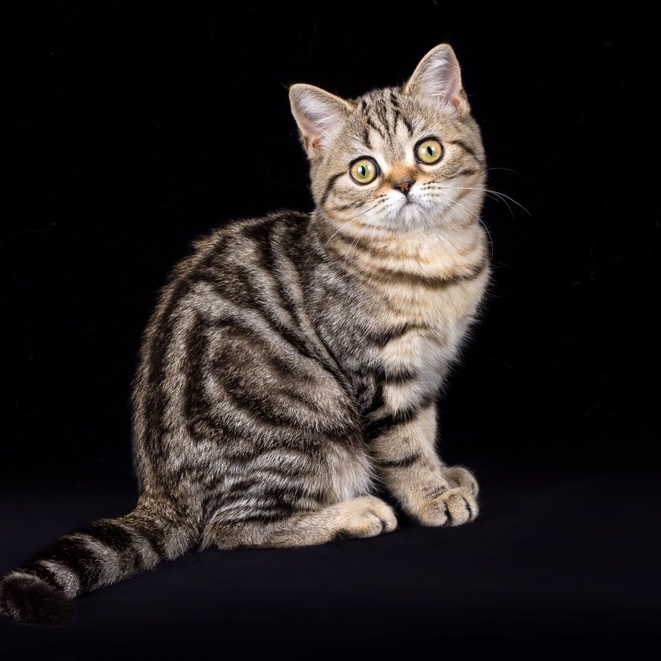 Шотландская шиншилла табби