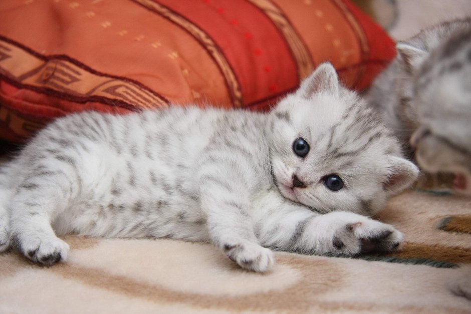 Шотландские котята вискас