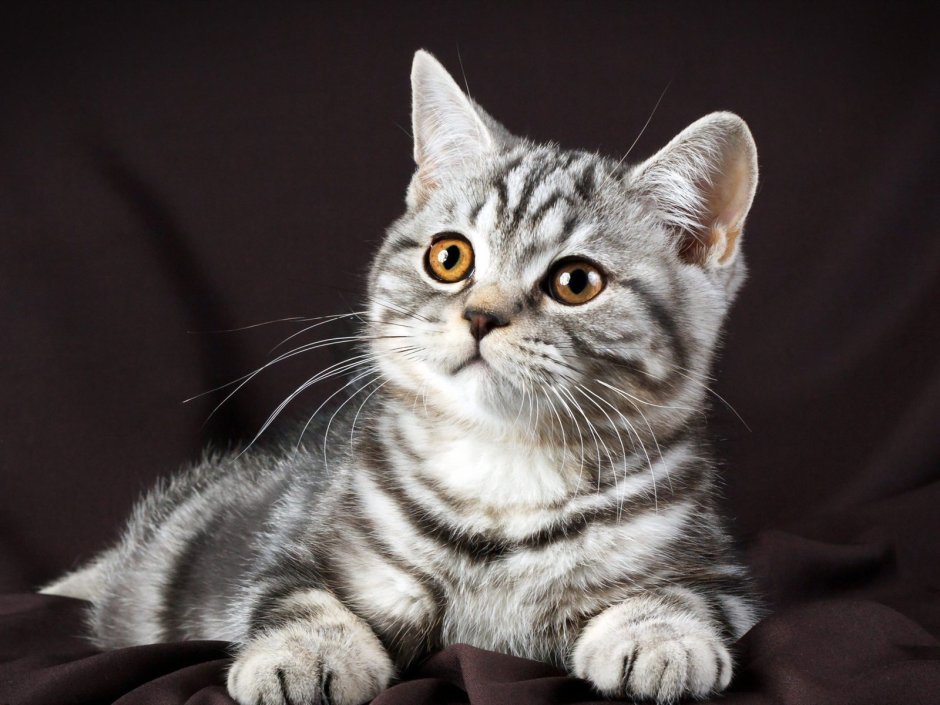 Прямоухий британец полосатый