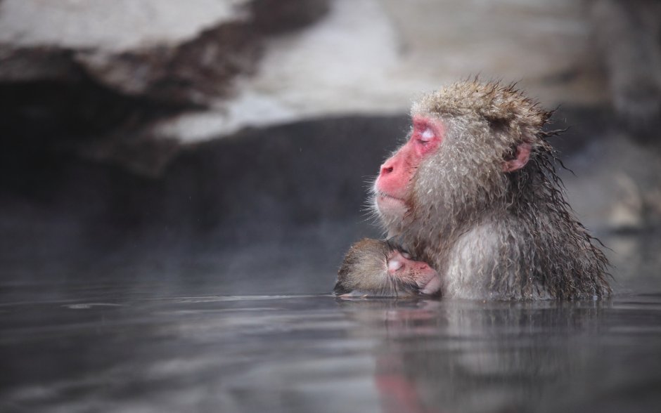 Водяная обезьяна