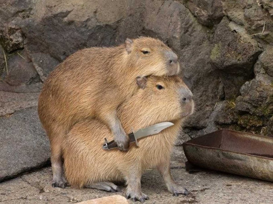 Капибара и шиншилла