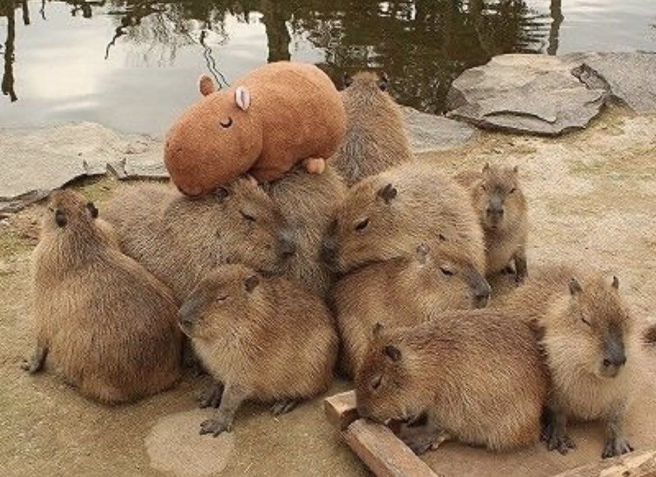 Капибара животное