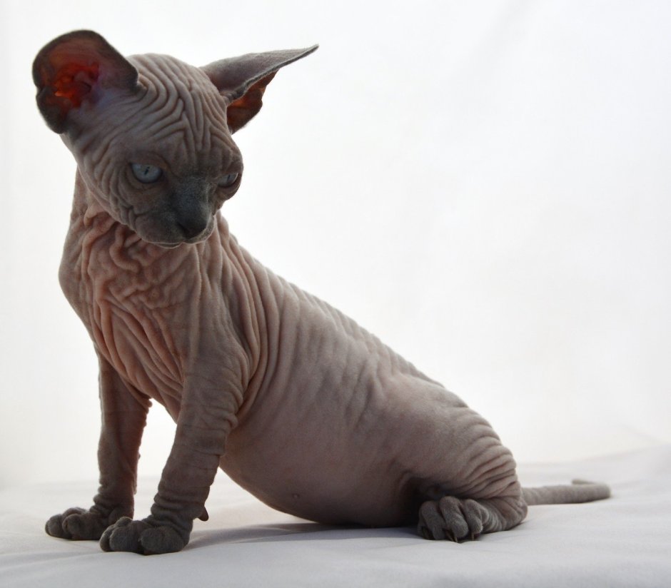 Королевский сфинкс