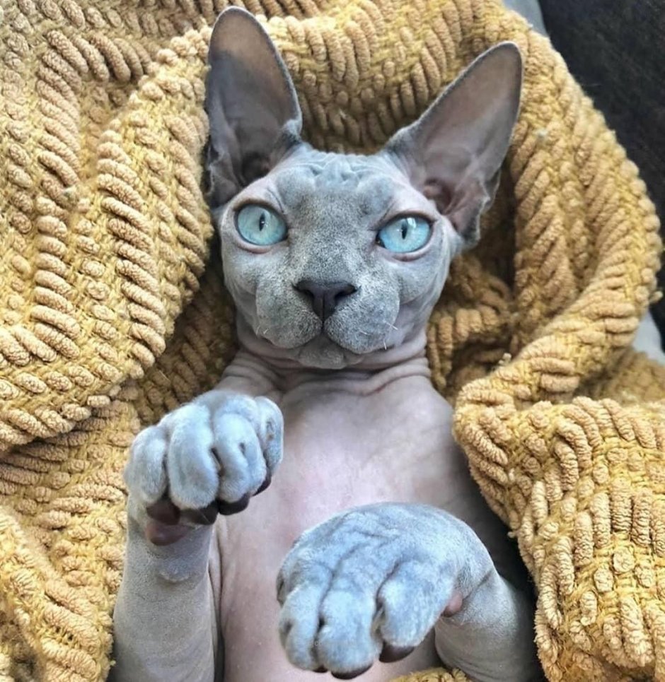 Сфинкс кошка трехцветная