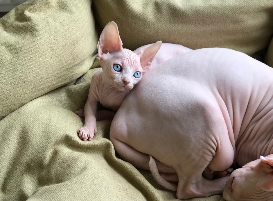 Сфинкс кошка в костюме