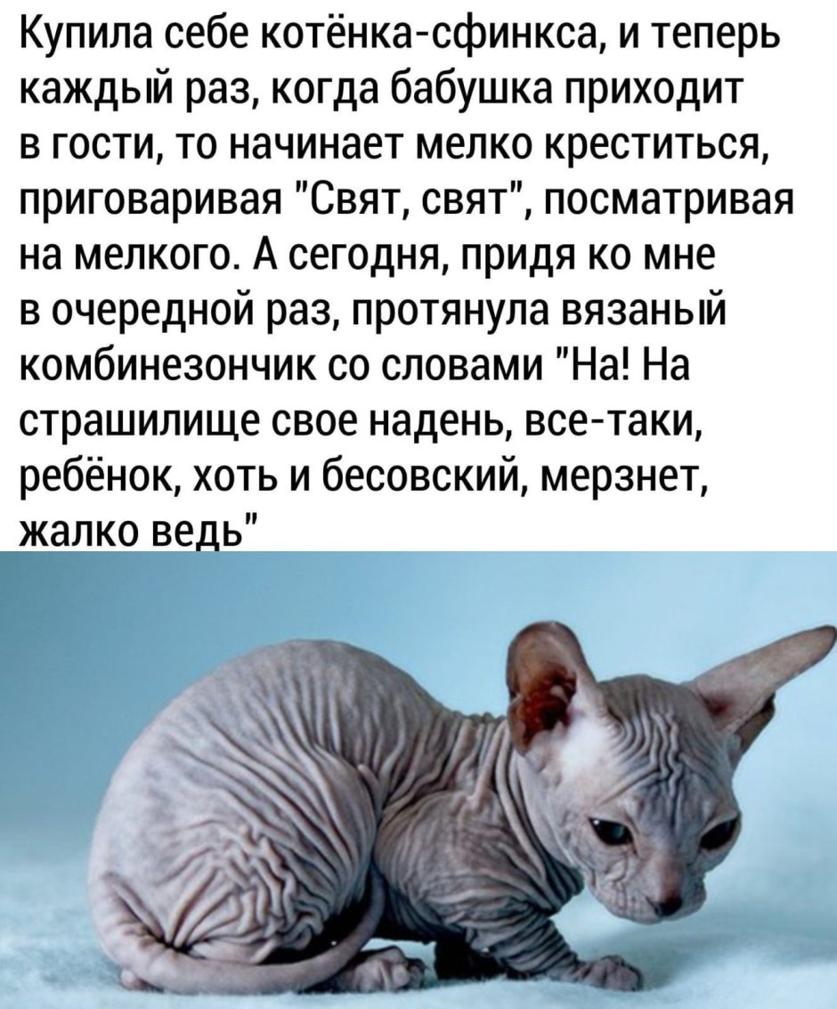 Кошка породы сфинкс пятнистая