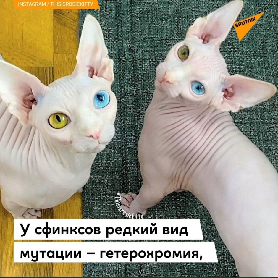 Египетская кошка сфинкс канадский