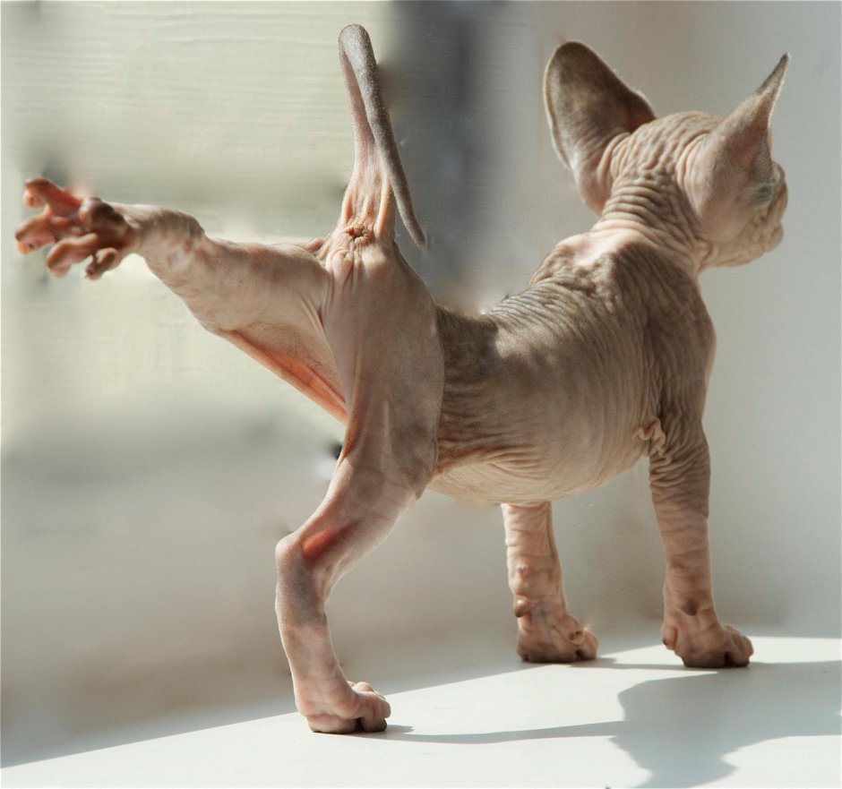 Сфинкс кошка морщинистая
