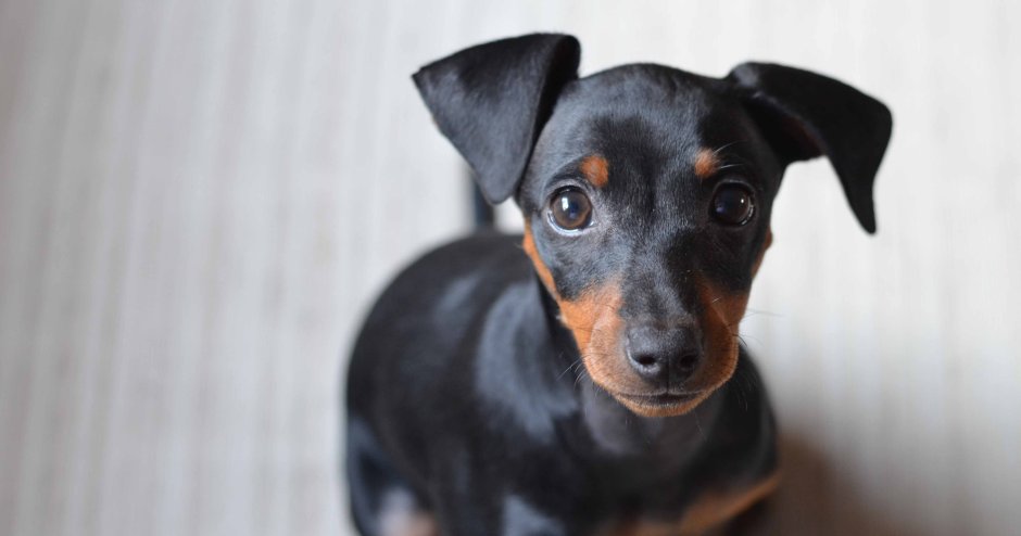 Карликовый пинчер