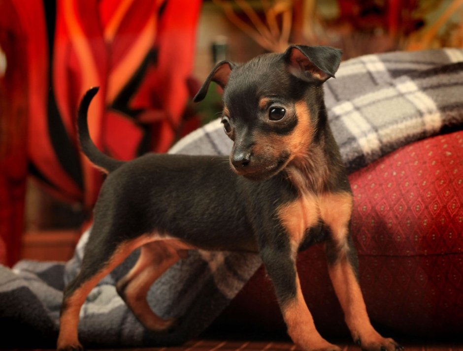 Пинчер карликовый гладкошерстный