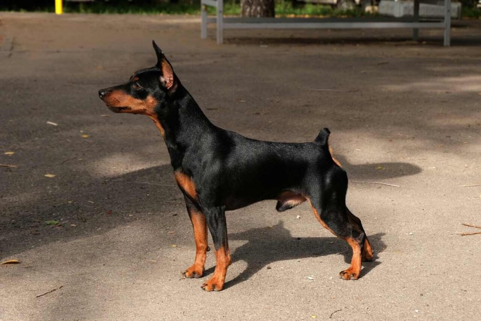 Пинчер карликовый гладкошерстный