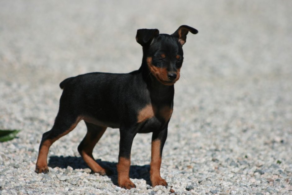 Джек пинчер порода