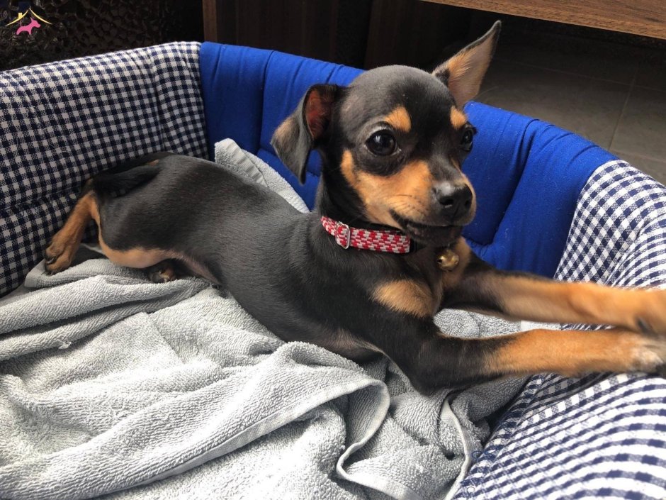 Пинчер собака