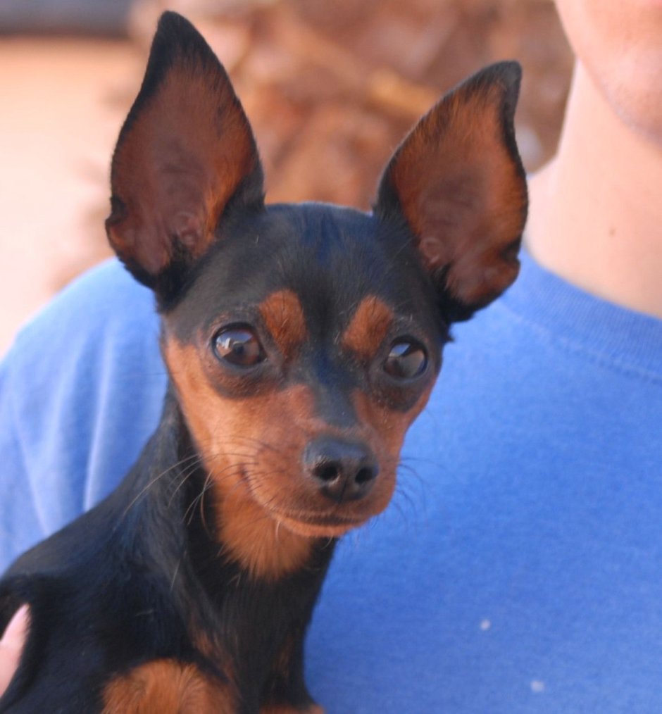 Карликовый пинчер