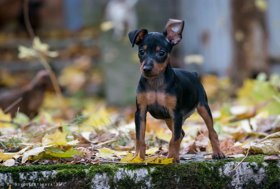 Пинчер терьер