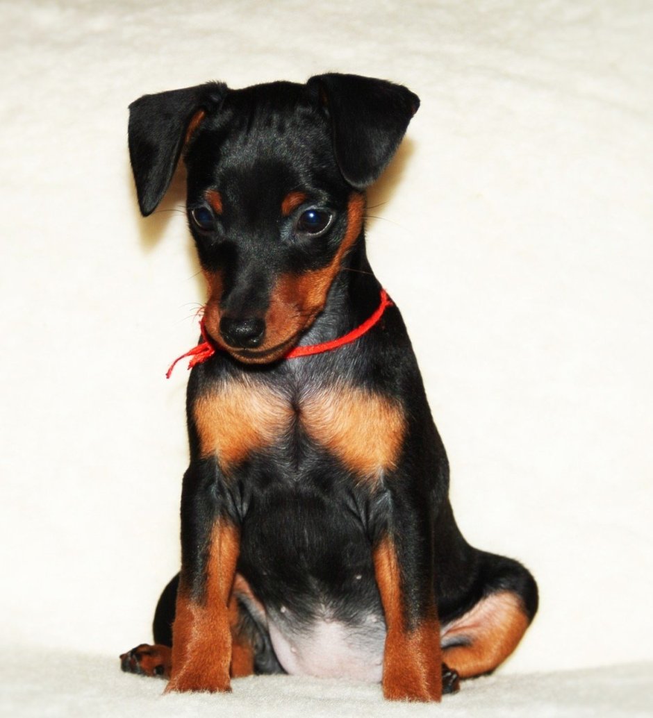 Пинчер карликовый гладкошерстный