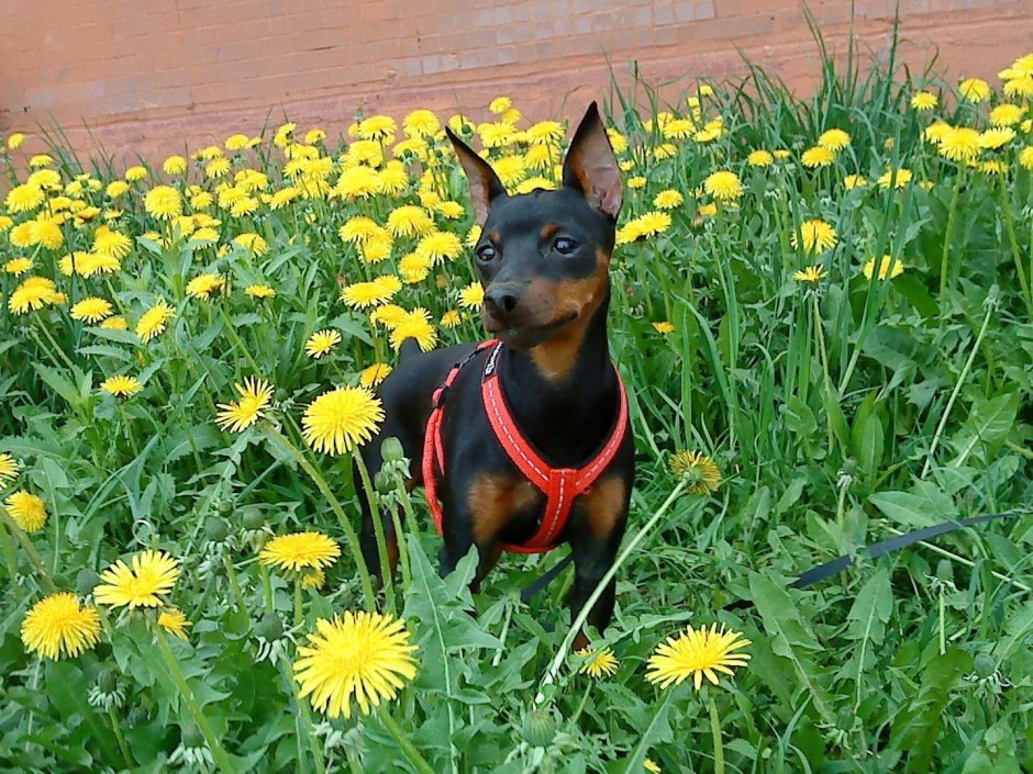 Цвергпинчер метис