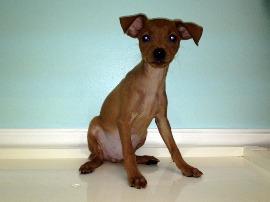 Карликовый пинчер маленький рыжий