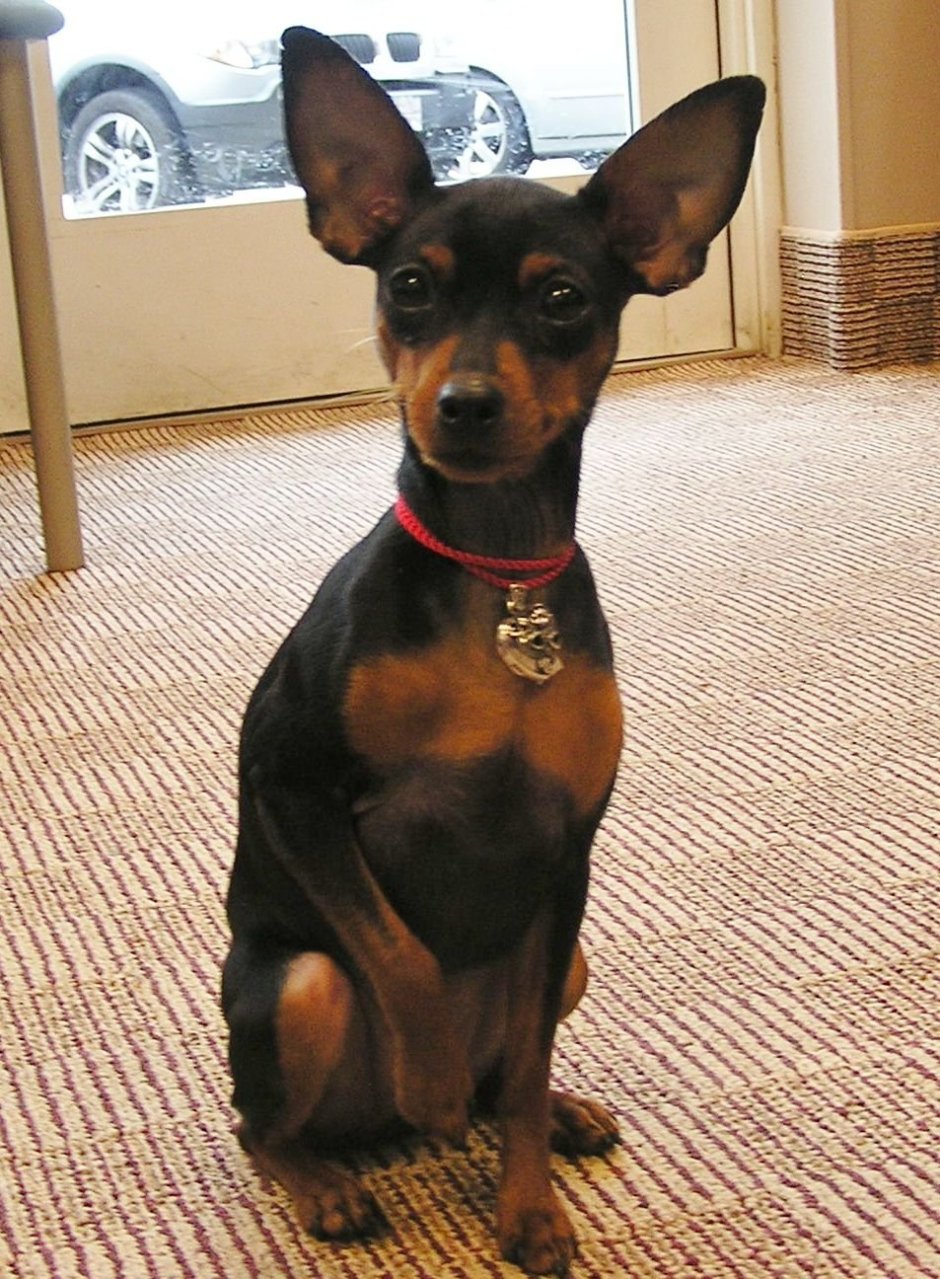 Ушастый пинчер